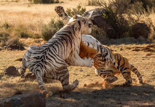 Hai con giao chiến ác liệt như như một cuộc chiến đầy bạo lực.