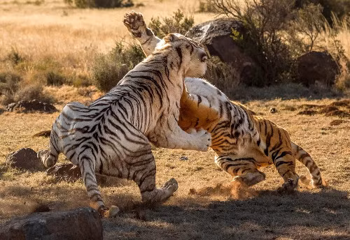 Hai con giao chiến ác liệt như như một cuộc chiến đầy bạo lực.