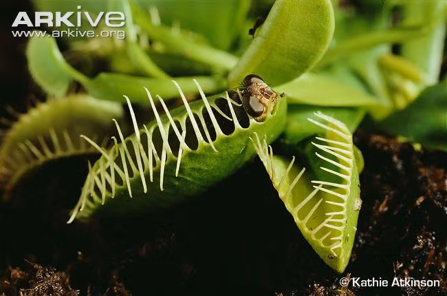 Cây bẫy ruồi sống ở vùng lầy lội ở Bắc và Nam Carolina (Mỹ). Lá của chúng giống như vỏ sò, gồm 2 mảnh khớp vào nhau, mép lá có gai nhọn và rất nhạy cảm.