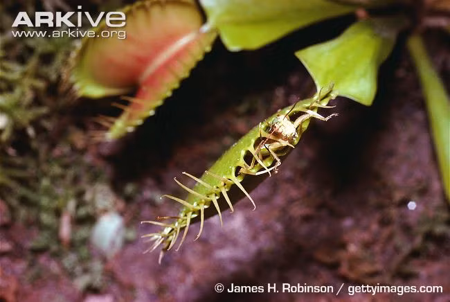 Khi con mồi chạm vào, lá sẽ đóng lại trong nháy mắt giống như một cái bẫy.