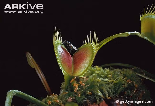 Không có móng vuốt sắc nhọn, cũng không có hàm răng chắc khỏe hay khả năng tăng tốc siêu phàm nhưng cây bắt ruồi vẫn có thể tóm gọn những con côn trùng nhỏ.