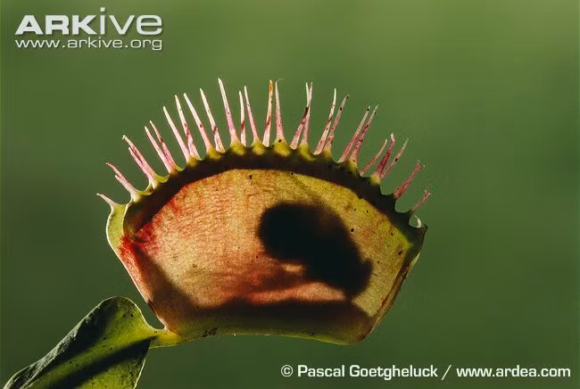 Khi con mồi rơi vào bẫy, cây sẽ tiết ra dịch tiêu hóa biến chúng thành chất dinh dưỡng nuôi cây. Quá trình tiêu hóa diễn ra trong khoảng 5-12 ngày.