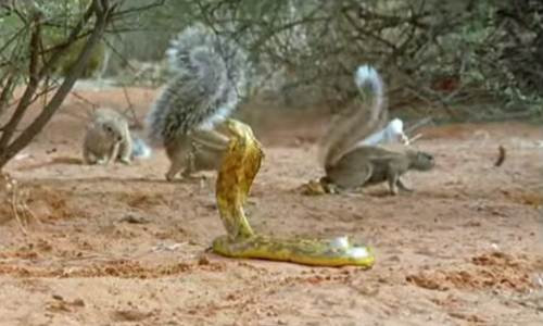 Sóc đất cả gan giễu cợt rắn hổ mang.