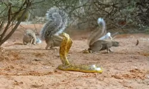 Sóc đất cả gan giễu cợt rắn hổ mang.