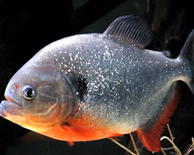  Chỉ là một con cá nhỏ bé nhưng cá răng đao được coi là nguy hiểm nhất vì chúng có thể nhai cả ngón tay của người cho chúng ăn. Thực tế, chỉ có những tay nuôi lâu năm mới dám nuôi loại cá này.