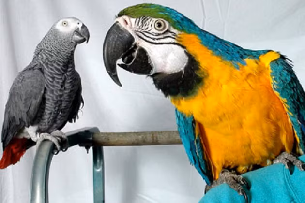 Thật thú vị khi có một người bạn động vật có thể nói tiếng người là lý do khiến nhiều người chọn nuôi vẹt. Tuy nhiên, bản tính nói nhiều của nó đôi khi khiến chủ nhân cũng phải khó chịu.