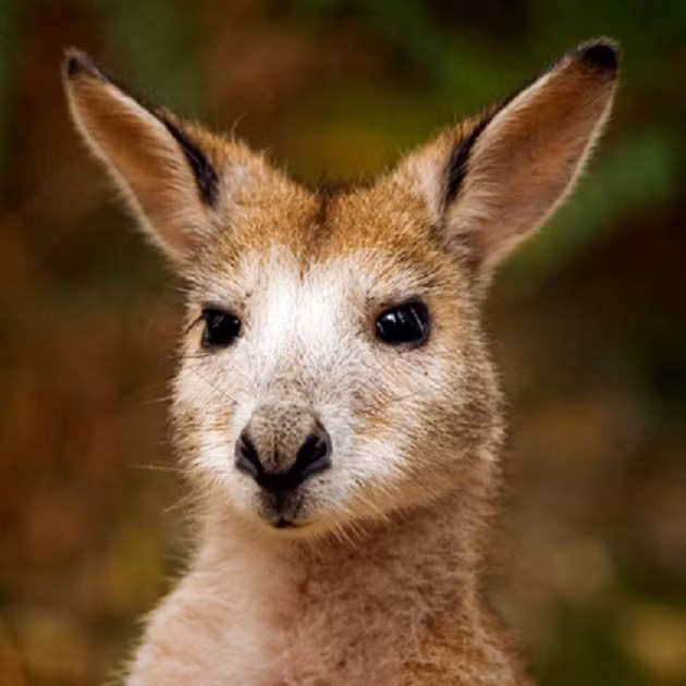  Là phiên bản thu nhỏ của Kangaroo, Kangaroo chân to là loài vật nuôi âu yếm, tinh nghịch và vui vẻ nhưng rất “tốn chỗ” bởi cần có một khoảng sân rộng 15x15m cho chúng chạy nhảy. Chúng thích tắm với người nhưng rất có thể biến buồng tắm thành chỗ ngủ nếu không được huấn luyện đúng cách.