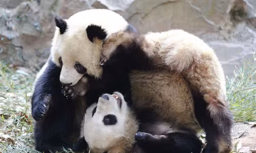 Loài gấu trúc này nổi tiếng có tỷ lệ sinh sản vô cùng thấp.