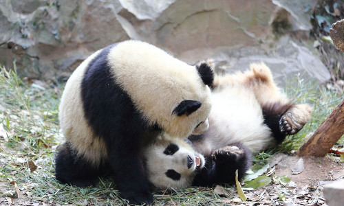 Loài gấu trúc khổng lồ này có nguồn gốc ở phía nam miền Trung, Trung Quốc.