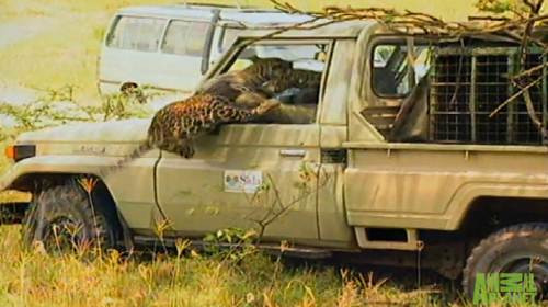 Ngay khi được mở cửa lồng nhốt, con báo đã lao lên cửa kính ô tô để tấn công người đàn ông vừa phóng thích mình.