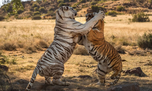 Chúng cùng giơ nanh và móng vuốt dọa nhau.