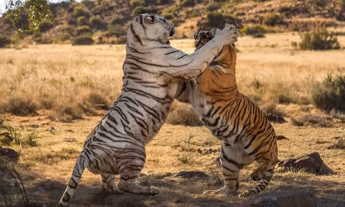 Chúng cùng giơ nanh và móng vuốt dọa nhau.