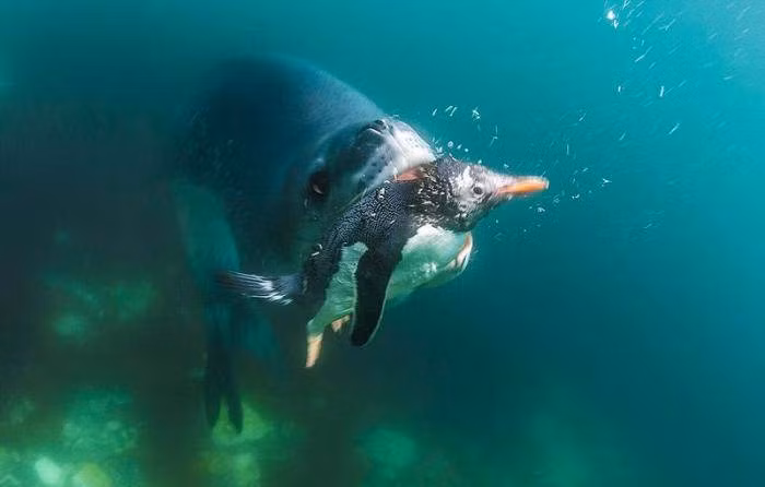 Chính vì thế mà những con chim cánh cụt được mệnh danh là loài chim "bay dưới nước" cũng không thoát được hàm răng sắc nhọn của sư tử biển.