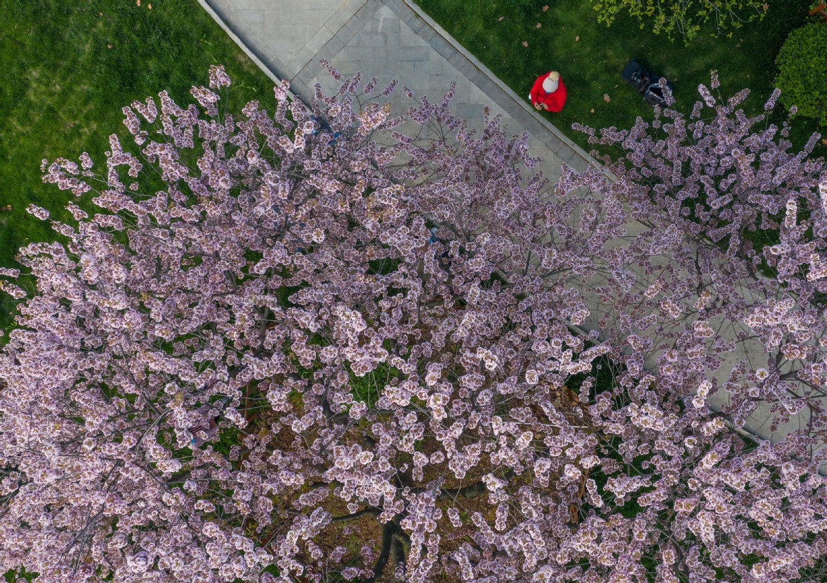 Được biết, Công viên Hồ Đông là một địa điểm ngắm hoa anh đào nổi tiếng ở Vũ Hán, Trung Quốc. Ảnh: Một nhân viên y tế chụp ảnh hoa anh đào ở Hồ Đông. Ảnh: CD.