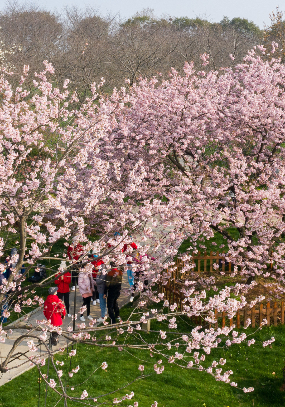 Các nhân viên y tế đội mũ và đeo khẩu trang khi tham quan công viên hoa anh đào hôm 5/3. Ảnh: CD.