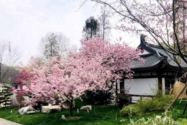 Mùa hoa anh đào nở thường kéo dài từ tháng 3 đến tháng 4, nhưng cũng tùy thuộc vào tình hình thời tiết. Ảnh: IC.