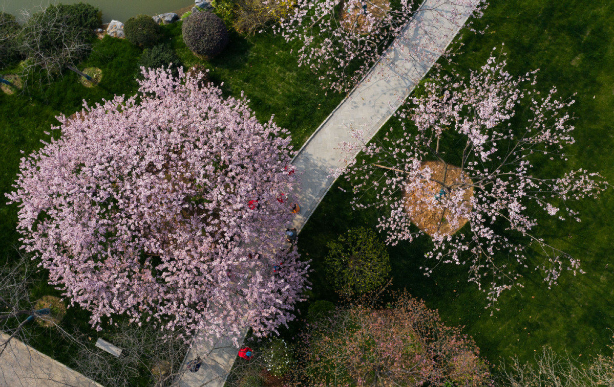 Mỗi năm, du khách thường đổ xô tới Vũ Hán trong khoảng thời gian từ tháng 3 đến tháng 4 để ngắm hoa anh đào ở Công viên Hồ Đông. Ảnh: CD.