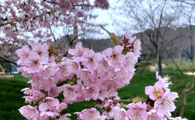 Trong đó, thời điểm hoa anh đào ở Vũ Hán nở rộ nhất thường vào khoảng giữa tháng 3. Ảnh: IC. Mời độc giả xem thêm video: Công sở Trung Quốc vắng vẻ giữa bão dịch nCoV (Nguồn video: VTC1)