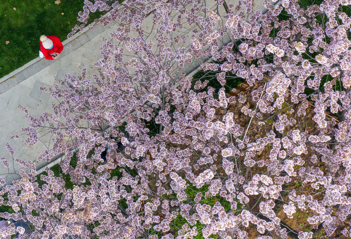 Cảnh hoa anh đào "khoe sắc" tại Công viên Hồ Đông, Vũ Hán. Ảnh: CD.