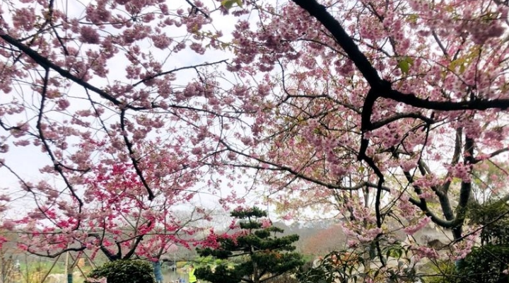 Cây hoa anh đào trong Công viên Hồ Đông có nguồn gốc từ Nhật Bản, được trồng từ năm 1998. Ảnh: IC.