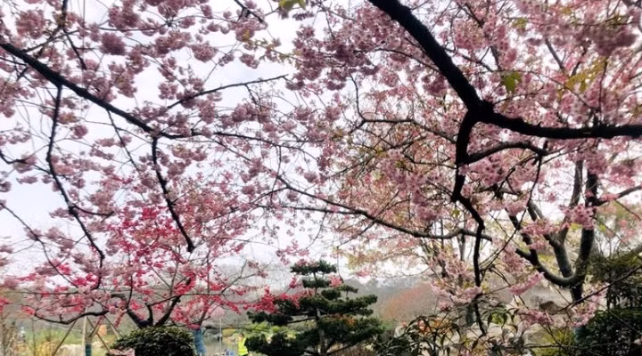 Cây hoa anh đào trong Công viên Hồ Đông có nguồn gốc từ Nhật Bản, được trồng từ năm 1998. Ảnh: IC.