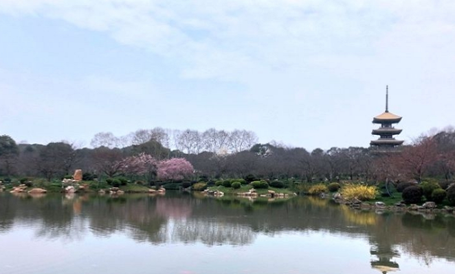 Tuy nhiên, năm nay công viên này trở nên vắng vẻ do dịch Covid-19 bùng phát khiến thành phố Vũ Hán bị phong tỏa. Ảnh: IC.