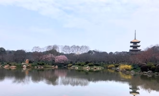 Tuy nhiên, năm nay công viên này trở nên vắng vẻ do dịch Covid-19 bùng phát khiến thành phố Vũ Hán bị phong tỏa. Ảnh: IC.