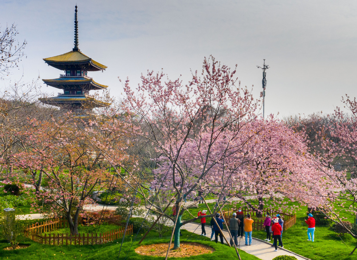 Theo China Daily, kể từ tháng 2, hoa anh đào đã bắt đầu nở ở thành phố Vũ Hán, "tâm dịch" Covid-19 tại tỉnh Hồ Bắc, Trung Quốc. Ảnh: CD.