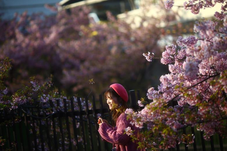 Hoa anh đào nở rộ ở Kyoto, Nhật Bản. Bức ảnh chụp ngày 13/3.