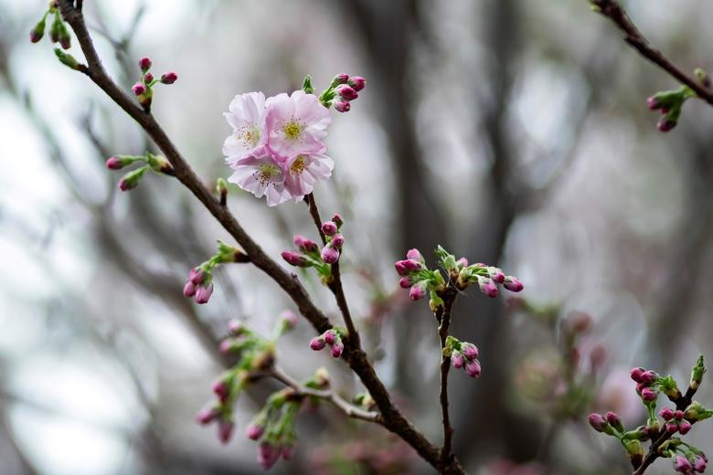 Hoa anh đào khoe sắc tại khu vườn "Gardens by the Bay" ở Singapore ngày 6/3.