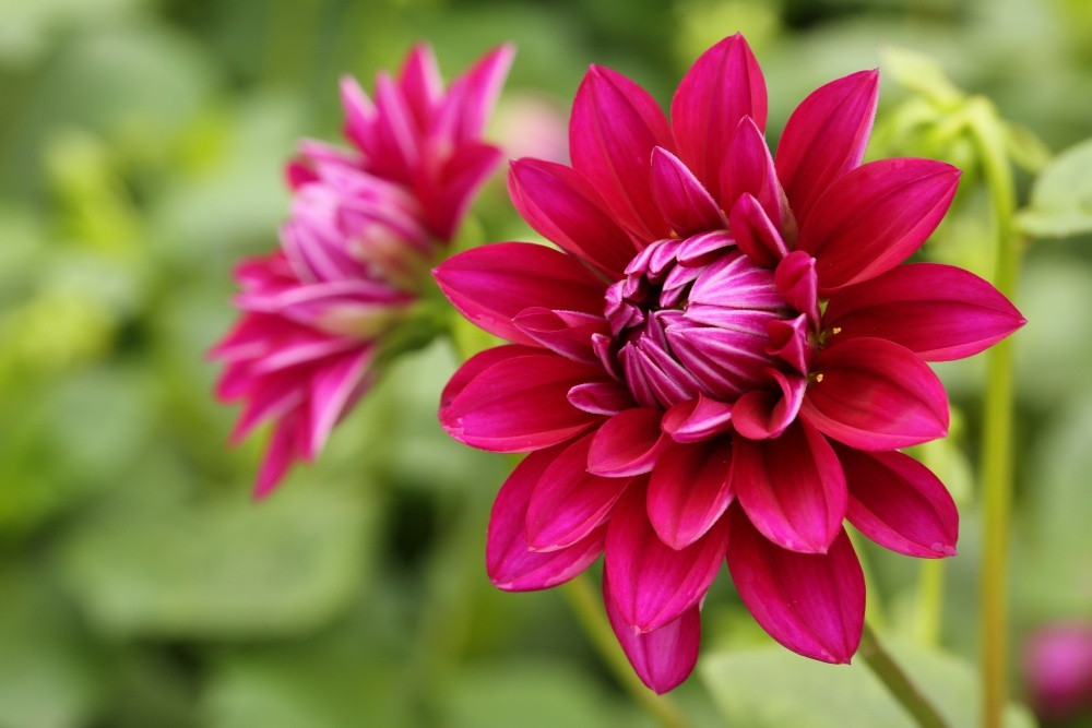 Vài năm trở lại đây, hoa thược dược là loại hoa Tết được ưu chuộng trở lại bởi đây là loài hoa gắn với truyền thống lại có màu sắc đẹp.