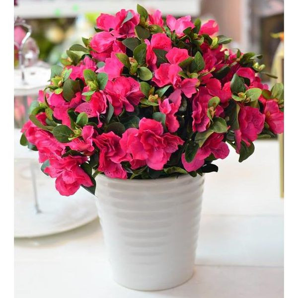 Nên chọn chậu có lỗ ở đáy chậu to, miệng rộng để dễ thoát hơi nước. Thời gian tưới nước tốt nhất là sáng sớm hoặc chiều mát, và chỉ tưới khi đất trên mặt chậu bắt đầu khô, se lại.