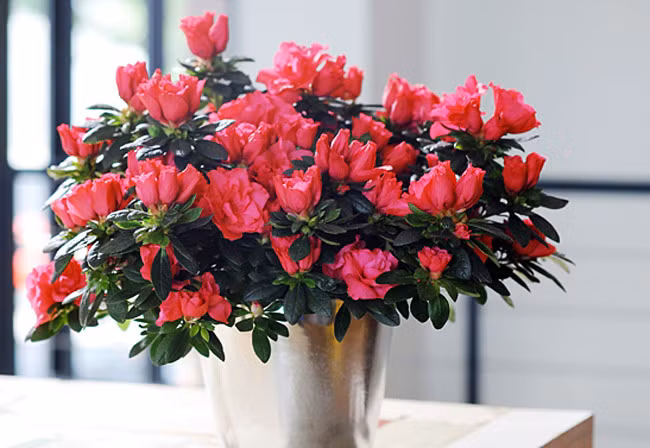 Đỗ quyên cũng là loại hoa được ưa chuộng ngày Tết bởi sắc đỏ và độ xum xuê của hoa tượng trưng cho sự đầm ấm, thịnh vượng.