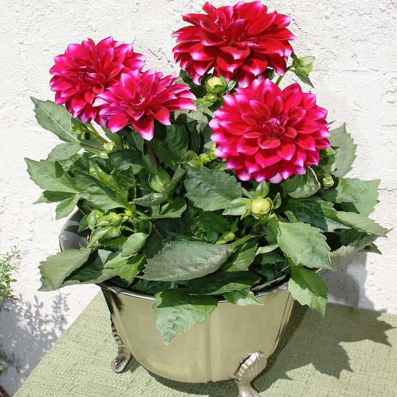 Với hoa thược dược chơi Tết trồng trong chậu, chủ yếu là giống hoa thược dược mới, thân lùn được trồng trong chậu. Ưu điểm của hoa trồng chậu là tuổi thọ dài, hoa đẹp.