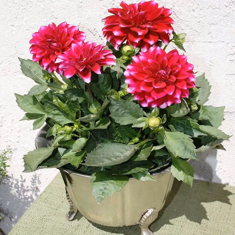 Với hoa thược dược chơi Tết trồng trong chậu, chủ yếu là giống hoa thược dược mới, thân lùn được trồng trong chậu. Ưu điểm của hoa trồng chậu là tuổi thọ dài, hoa đẹp.