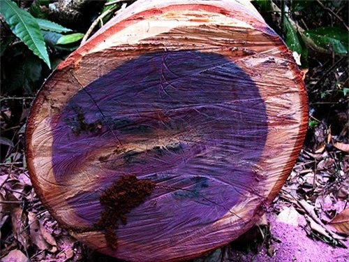 Hiện, phần lớn các cây Purple Heart đang tồn tại đều nằm trong lưu vực sông Amazon. Kích thước của cây lên tới 30 đến 50 mét (100 - 170 ft), đường kính thân lên tới 1,5 mét (5 ft).