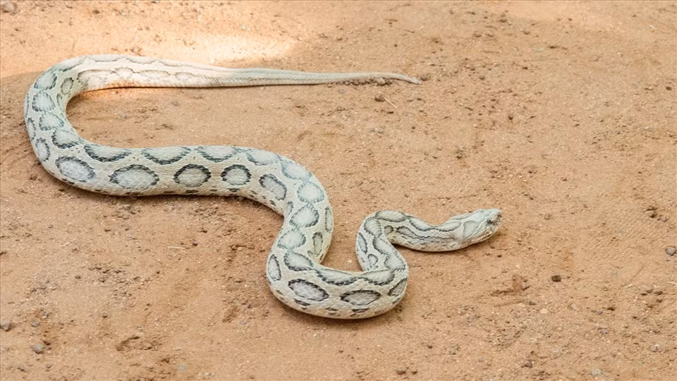 Rắn lục Russell's: Theo thống kê, có khoảng 58.000 ca tử vong ở Ấn Độ là do rắn cắn mỗi năm và loài rắn lục Russell (Daboia russelii) là nguyên nhân gây ra phần lớn các trường hợp tử vong này.