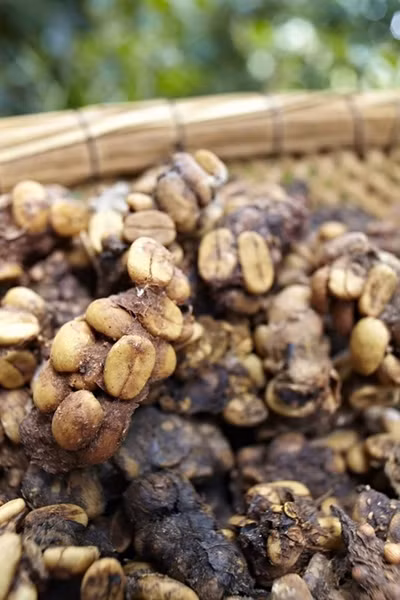 Tuy chúng nuốt quả và thải ra hạt cà phê còn nguyên, nhưng hệ tiêu hóa của chúng đã khiến cho caffeine trong hạt mất gần hết và không cần lên men nữa.