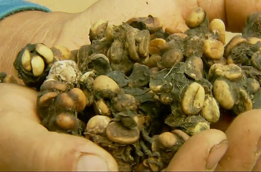 Ông Henrique Sloper de Araújo đã thử nhặt chất thải của chim và nhận thấy có nhiều hạt cà phê lẫn trong đó. Và rồi, ông đã nảy ra ý tưởng thu hoạch hạt cà phê từ phân của chim Jacu.