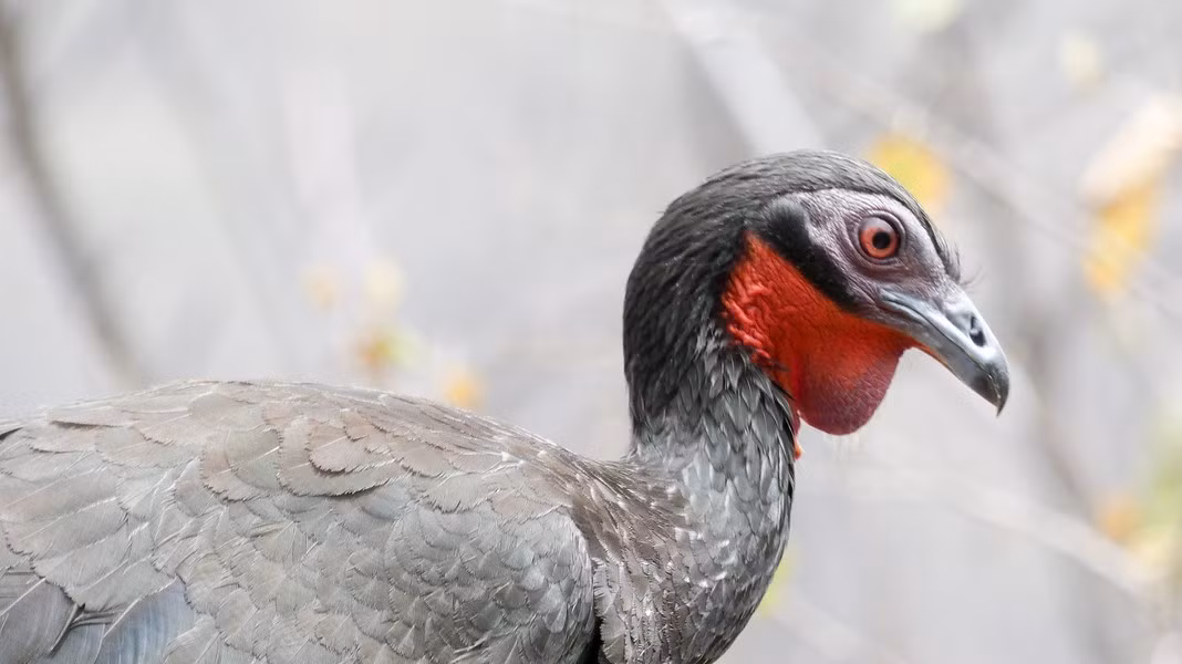 Loai chim la thai ra dac san dat do nhat the gioi, 40 trieu dong/kg-Hinh-3