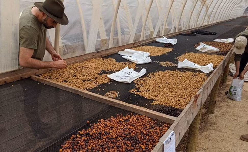 Loai chim la thai ra dac san dat do nhat the gioi, 40 trieu dong/kg-Hinh-8