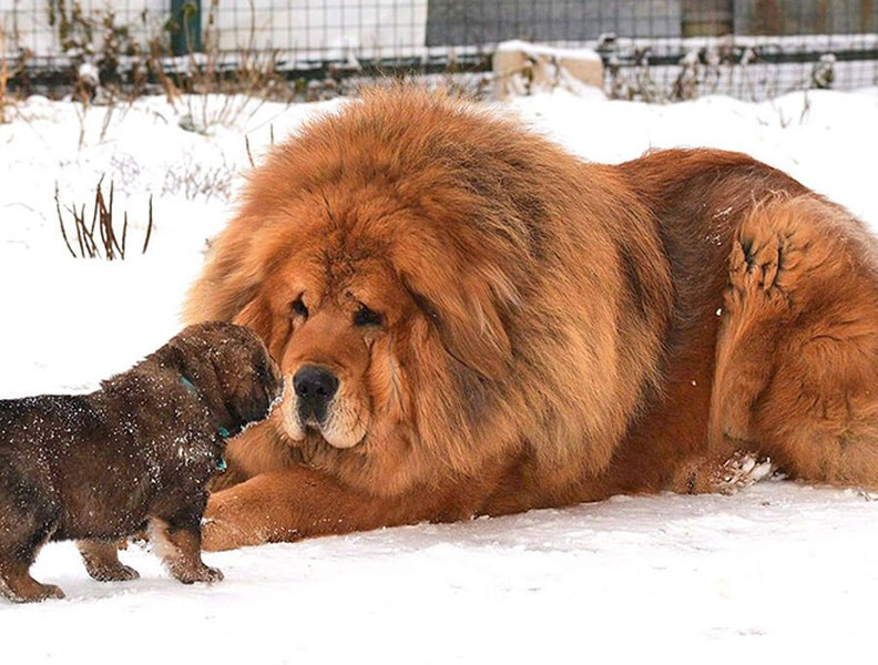 Giống chó này là loài chó to nhất thế giới, có tài liệu đã từng ghi chép lại rằng, ngao Tây Tạng có thể cao đến 1,2m và nặng 110kg.