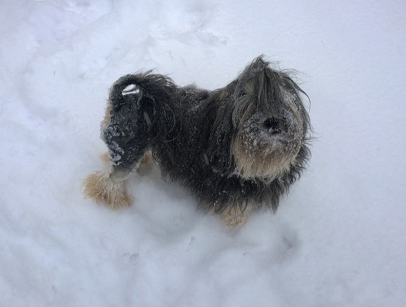 Đặc điểm của giống chó này là phần lông từ đầu đến ngang bụng được mọc rất dày và đẹp, tuy nhiên, phần sau thì không mọc lông. Đây được coi là loài chó quý hiếm nhất thế giới