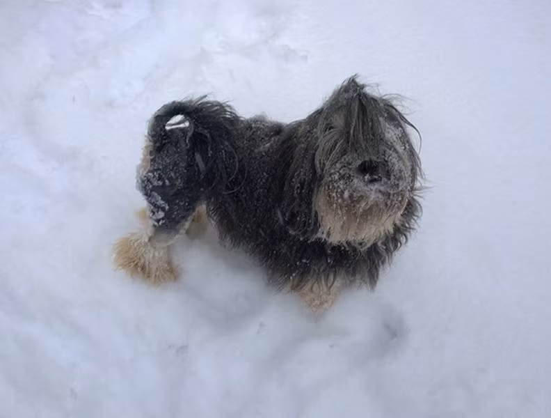 Đặc điểm của giống chó này là phần lông từ đầu đến ngang bụng được mọc rất dày và đẹp, tuy nhiên, phần sau thì không mọc lông. Đây được coi là loài chó quý hiếm nhất thế giới