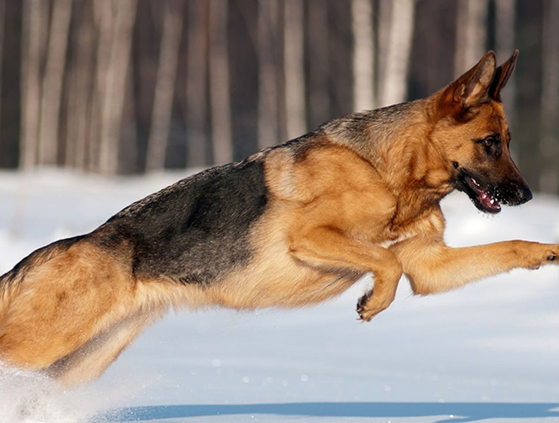 GSD luôn có “ý thức” bảo vệ rất tốt và rất phù hợp cho công việc kiểu như trông giữ nhà cửa, là một giống chó vô cùng linh hoạt, nó thể hiện rất thông minh và nghiêm túc trong các hoạt động tình báo