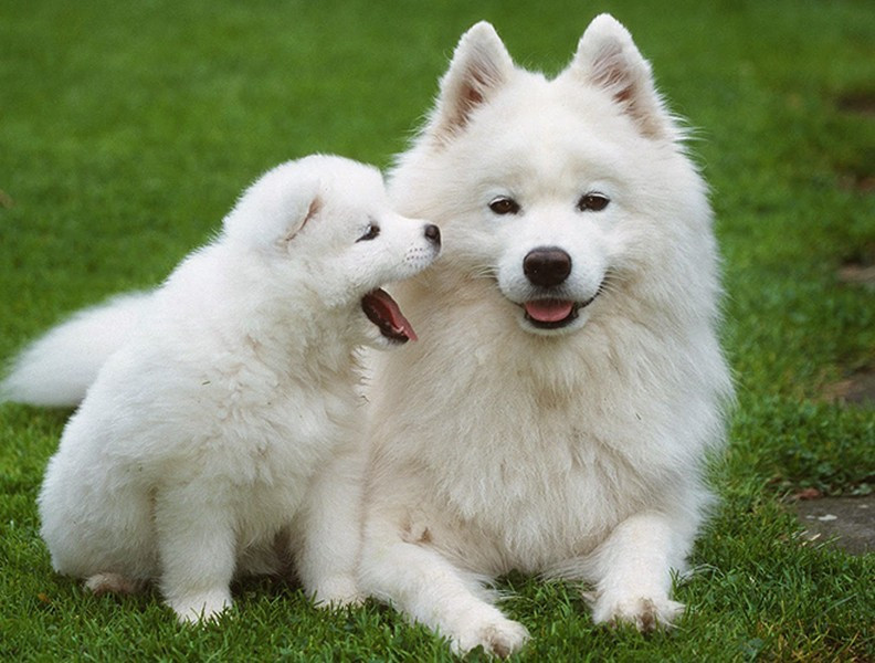 Điểm nổi bật của Samoyed là thân hình cân đối, khoẻ mạnh với bộ lông trắng như tuyết, rất dày và rậm. Chiều cao của Samoyed dao động từ 48 tới 60cm với cân nặng tối đa là 20kg.