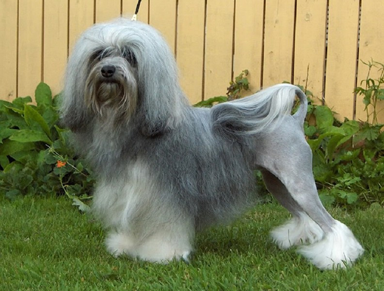 Chó Lowchen được đánh giá là rất thông minh, thân thiện và sôi nổi. Chúng thực sự là một thú cưng tuyệt vời, rất phù hợp với những gia đình có trẻ con. Để sở hữu được một con Lowchen, người mau phải bỏ ra ít nhất 7.000 USD