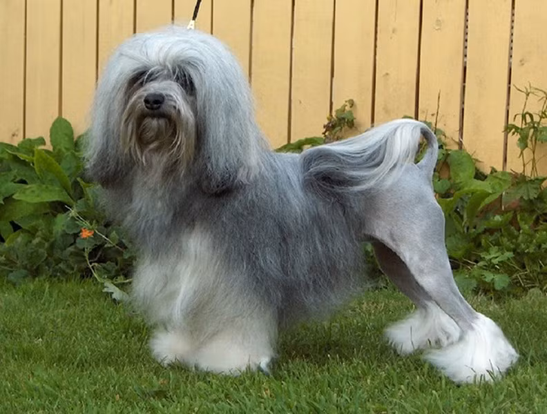 Chó Lowchen được đánh giá là rất thông minh, thân thiện và sôi nổi. Chúng thực sự là một thú cưng tuyệt vời, rất phù hợp với những gia đình có trẻ con. Để sở hữu được một con Lowchen, người mau phải bỏ ra ít nhất 7.000 USD