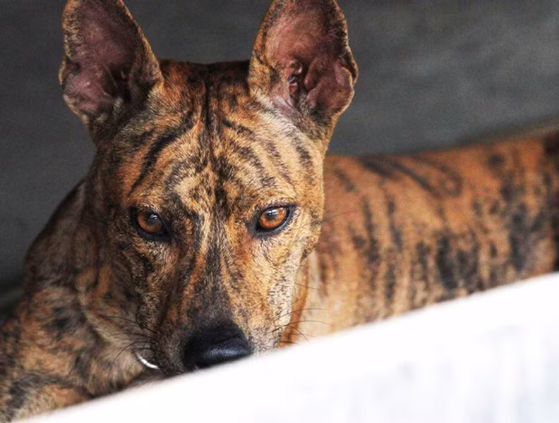 Chó Phú Quốc được coi là niềm tự hào của Việt Nam khi chúng được lọt vào danh sách giống chó quý của thế giới. Giá của chúng có thể lên tới 10.000 USD