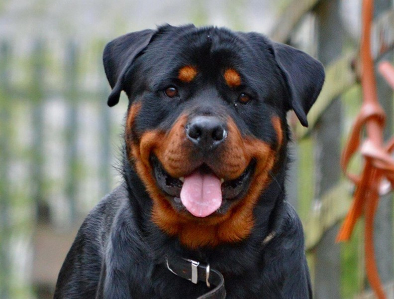 Rottweiler là một giống chó dữ, tuy nhiên, đây lại chính là giống chó được nuôi nhiều ở Việt Nam vì đẹp, có thân hình cân đối và tuyệt đối trung thành với chủ